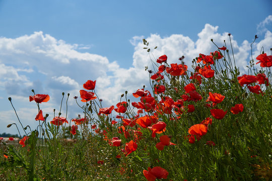 Red poppy flowers. Poppy flowers and blue sky in a field with bees and bumblebees © Matthias