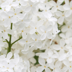 Fototapeta na wymiar White lilac flowers.
