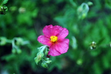 Red small flower and new green leaves horizontal organic background texture, close up detail