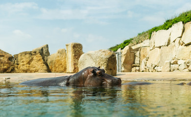 Fototapeta premium Hippopotamus in the water looking over the surface.