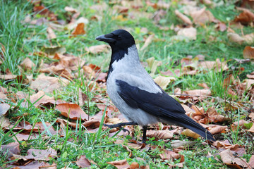 A crow in a park in Moscow