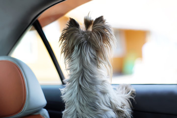 Yorkshire terrier dog in a car seat looks out of the car window