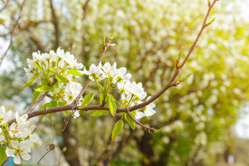 Cherry blossoms over blurred nature background
