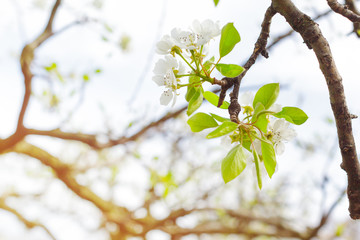 apple garden with blossoming trees