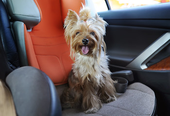Yorkshire terrier dog with sticking out tongue sitting in a car seat