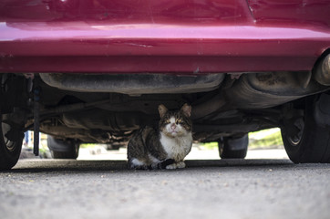 tortured, dirty cat under the car
