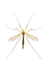 mosquito macro isolated on white