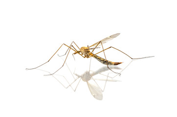 mosquito macro isolated on white