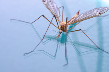 mosquito macro isolated on glass