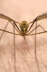 mosquito macro isolated on skin