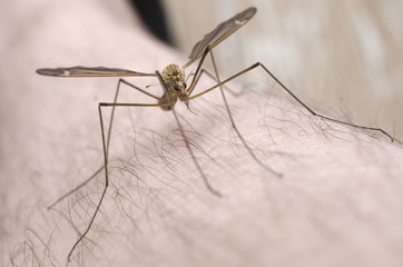 mosquito macro isolated on skin