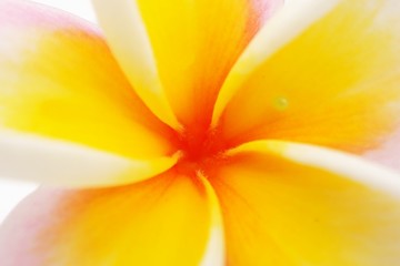 Plumeria flower on white background