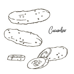 vector contour cucumbe vegetable simple coloring book