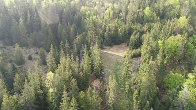 Flying over the beautiful Ukrainian Carpathians mountain and coniferous forest. Aerial camera shot. Landscape panorama. Ukraine