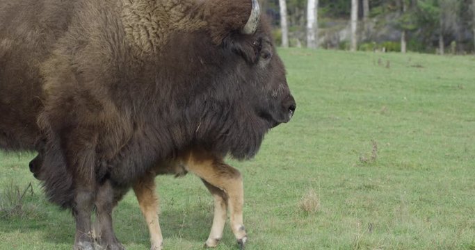 Mother and son Bison buffalo - side profile