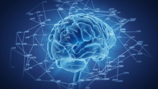 Human brain network rotation