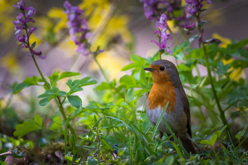 Rotkehlchen im Frühling