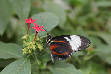 Schwarz weißer Schmetterling sitzt auf Blüte