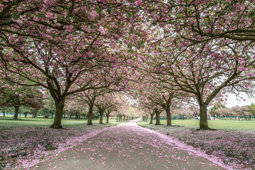 Cherry Bloosom Trees