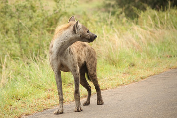 Fototapeta premium African Spotted Hyena on a South African Safari