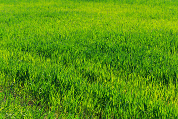 beautiful Green field