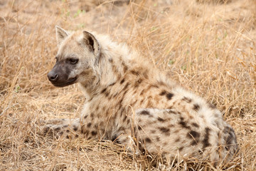African Spotted Hyena on a South African Safari