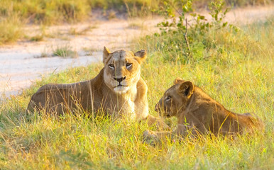 Close up of a female African Lion and cub in a South African wildlife game reserve at sunrise