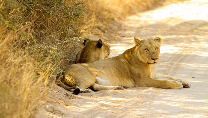 A Pride of African Lions in a South African Game Reserve