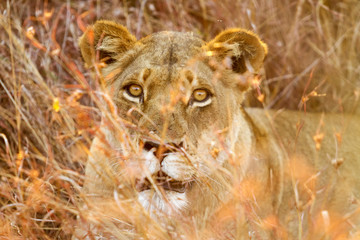 Close up of a female African Lion hiding in long grass in a South African Game Reserve