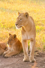 Naklejka na ściany i meble Close up of a female African Lion and cub in a South African wildlife game reserve at sunrise