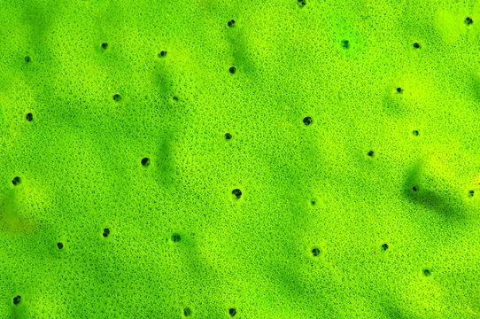 Green texture of young Baikalian sponge - Demosponge (Lubomirskia baicalensis)
