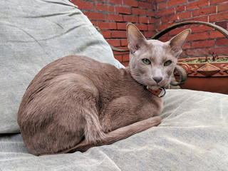Adventures of a kitty in the garden: Lilac Oriental Shorthair cat