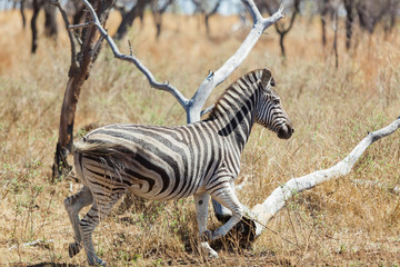 Side view of an African Zebra Photographed on safari in a South African game reserve