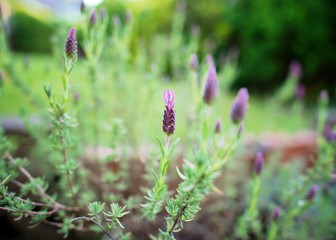 Beautiful violet French Lavender flowers on a sunny spring day.