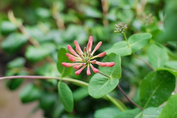 Trumpet Honeysuckle (Lonicera sempervirens) flower growing on a sunny spring day.