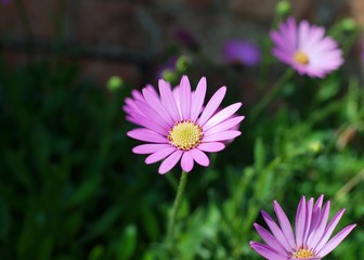 Fototapeta premium Beautiful pink Osteospermum (African Daisy) flower on a sunny spring day.