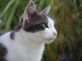 Chatounette