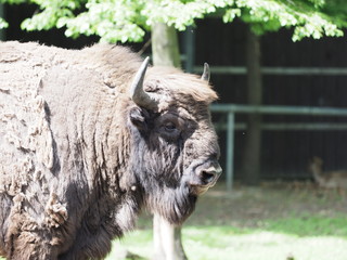 Focus on big european bison looks and stands alone on sandy ground in enclosure at city of Pszczyna...