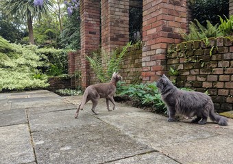 Adventures of a kitty in the garden: Lilac Oriental Shorthair cat