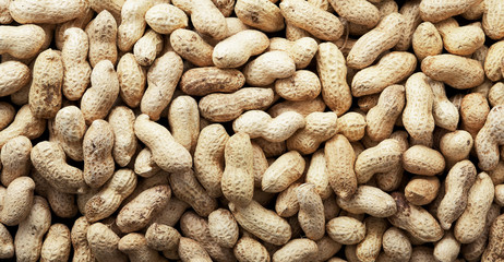 Crude peanuts. Panorama.
