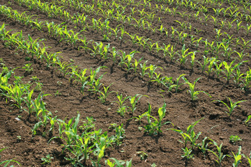 Feld mit jungen Pflanzen