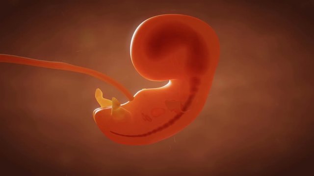 Human embryo fetus growth