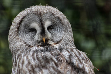 Birds of prey