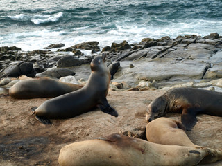 Dominant Sea lion