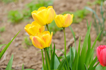 Group of yellow tulips in the park. Spring landscape background.