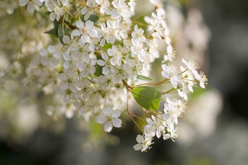 beautiful branch of cherry tree flowers