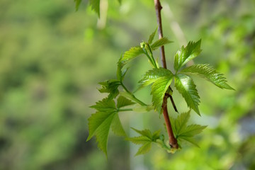 Wilder Wein, Kletterpflanze
