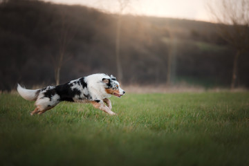the dog is running around the field, the grass is on the nature at sunset. Active Australian Shepherd
