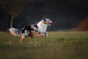 the dog is running around the field, the grass is on the nature at sunset. Active Australian Shepherd