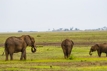 Elephant family in the savannah countryside of Amboseli